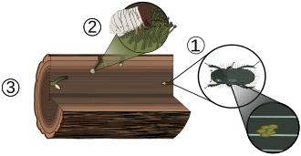 1: Adult ambrosia beetle burrows into wood and lays eggs, carrying fungal spores in its mycangia. 2: Larva feeds on fungus, which digests wood, removing toxins, to mutual benefit. 3: Larva pupates.