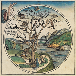 The fifth day of creation