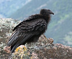 3 year old male, in California