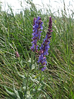 Woodland sage (Salvia nemorosa) in Austria