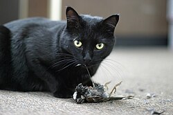 A male sparrow being eaten by a domestic cat. Cats are one of the main predators of the house sparrow.