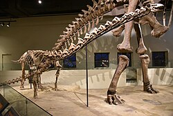 Mounted skeleton of a juvenile Rapetosaurus
