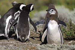 Adults and chicks by their burrow in Cape Virgenes, Patagonia, Argentina