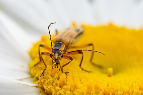 Non-flying insects such as Soldier beetles are pollinators as well as predators of common garden "pests" such as Aphids