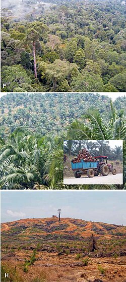 In Borneo, the forest (F), is being replaced by oil palm plantations (G). These changes are irreversible for all practical purposes (H).