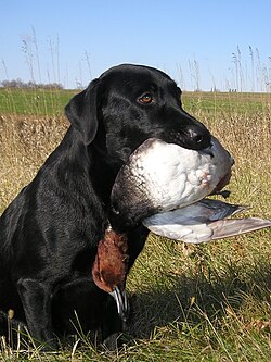 A Labrador Retriever holding a Redhead bird