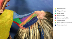 Labelled ventral musculature of a pigeon wing