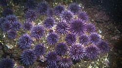 A dense "formation" of purple sea urchins (Strongylocentrotus purpuratus); Ventura, California. The impact of this species of sea urchin on Californian kelp forests are well publicized.[49][50][51]
