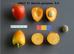 B. gasipaes fruits