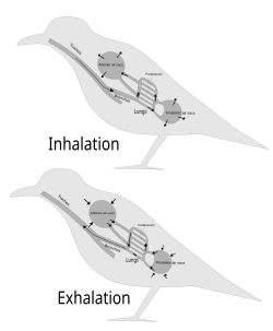 Inhalation–exhalation cycle in birds.