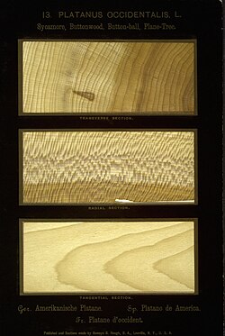 Wood of P. occidentalis from Romeyn Beck Hough's 14-volume work The American Woods, a collection of over 1000 paper-thin wood samples representing more than 350 varieties of North American trees