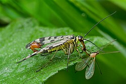 Scorpionfly with prey