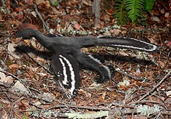 Anchiornis
