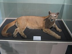 This Puma was captured in Inverness-shire in 1980. After it died it was stuffed and placed in the Museum