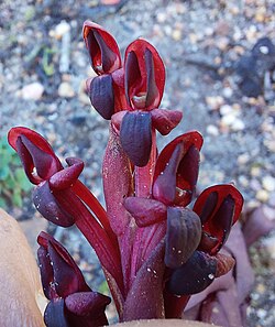 Disa atrorubens