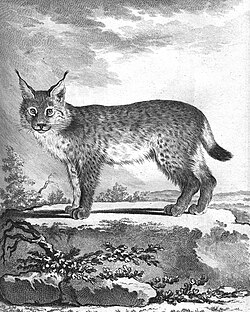 Lynx in Volume IX, by Jacques de Sève
