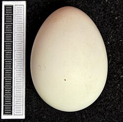 Egg, Collection Museum Wiesbaden