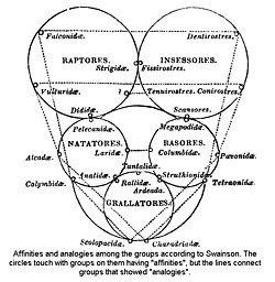 Quinarian system of bird classification by Swainson