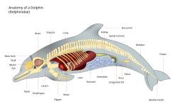 The labelled, anatomy of a dolphin showing its skeleton, major organs, and shape of the body
