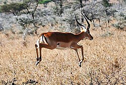 An impala stotting, signalling honestly to the predator that the chase will be unprofitable