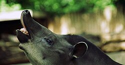 Tapir showing the flehmen response