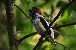 An adult male bearded bellbird calling in the Arima Valley of Trinidad. Note the beard-like wattles sprouting from its chin and throat area, for which the bird is named.