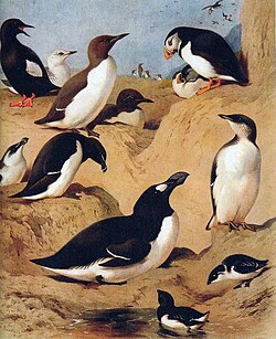Auks as painted by Archibald Thorburn