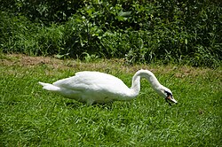A mute swan (Cygnus olor) grazing
