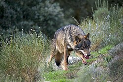 The Iberian wolf in Castile and León. The region has 25% of the land covered by Natura 2000 protected natural spaces.