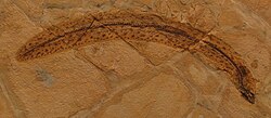 Paranguilla, an Eocene eel from Monte Bolca