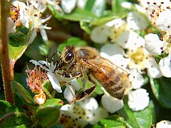 Foraging honey bee