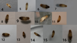 All larval instars of Anthrenus verbasci (4-16)