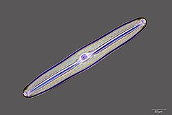 There are over 100,000 species of diatoms which account for 50% of the ocean's primary production.