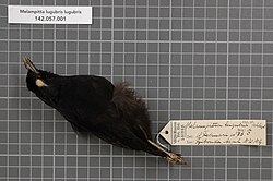 Study skin of nominate race of lesser melampitta showing black plumage