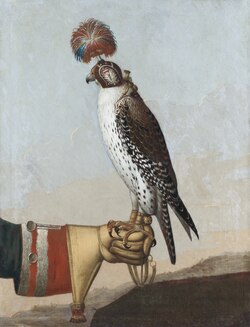 Icelandic gyrfalcon, 1759, Livrustkammaren