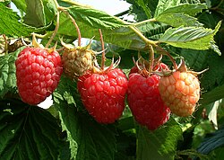 European Rubus idaeus raspberry fruits on the plant
