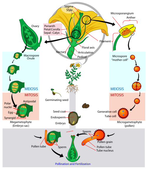 Angiosperm flower showing reproductive parts and life cycle