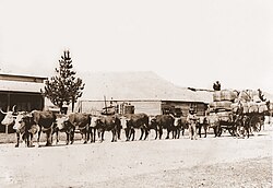 A bullock team hauling wool in Australia