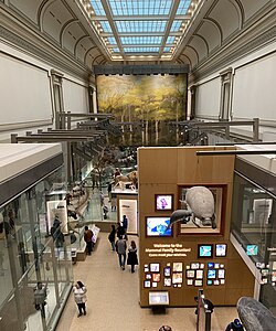 View of the Hall of Mammals from above