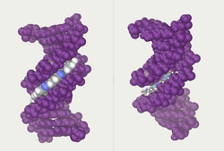 DNA major and minor grooves. The latter is a binding site for the Hoechst stain dye 33258.