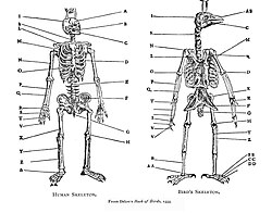 Belon's comparison of birds and humans in his Book of Birds, 1555