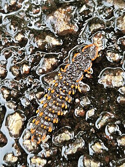 Trilobite beetles (Platerodrilus ngi pictured) are a genus of beetles with larviform females; other Elateroid beetles may also have these
