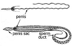 Detail of the hectocotylus of Ocythoe tuberculata