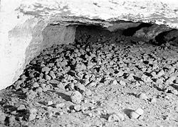Subfossilized Nothrotheriops shastensis dung in Rampart Cave, Arizona (NPS, 1938)