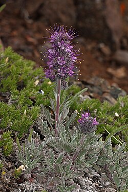 Silky phacelia (Phacelia sericea, blooming) and spreading phlox (Phlox diffusa) are species of alpine regions of western North America.