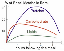 Postprandial thermogenesis: increases in basal metabolic rate occur at different degrees depending on consumed food composition.