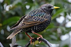 The common starling (Sturnus vulgaris) has iridescent plumage.