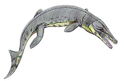 Suchodus, a thalattosuchian highly adapted to a marine lifestyle