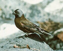 Gray-crowned rosy-finch