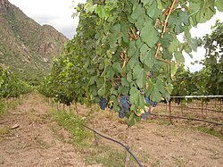 Malbec grapes growing in Cafayate, Argentina